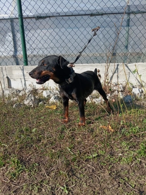 Jachterier par scurt femela  - imagine 3