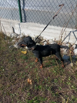 Jachterrier femela vârstă 2 ani  - imagine 4