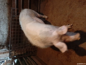 vand scroafa - imagine 2 vand scroafa - imagine 2