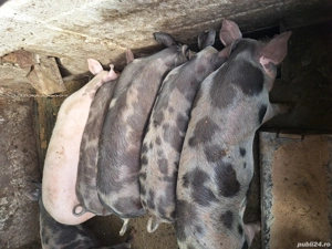 porci de vanzare - imagine 3