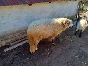 Berbec de rasă de vânzare