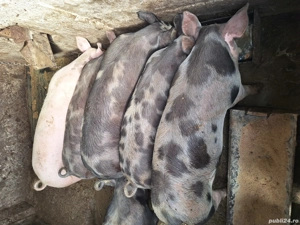porci de vanzare - imagine 4