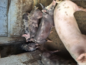 porci de vanzare - imagine 5