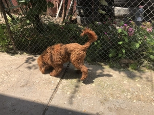 poodle pudel talie mica - imagine 3