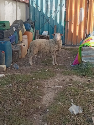 Berbec ille de france  - imagine 4