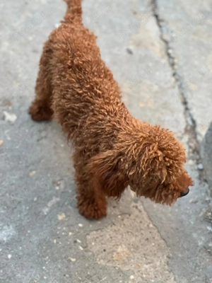 poodle pudel talie mica - imagine 4