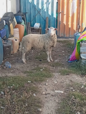 Berbec ile de france 