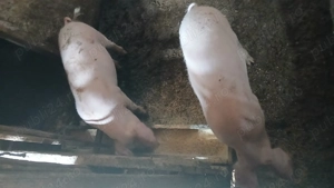 Vand purceii sau schimb cu berbeci  capre sanen - imagine 2