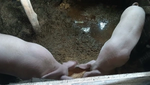 Vand purceii sau schimb cu berbeci  capre sanen - imagine 4