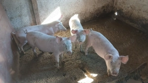 Vand purceii sau schimb cu berbeci  capre sanen - imagine 3