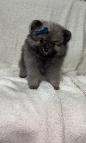Pomeranian disponibil - imagine 2