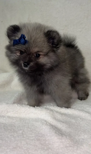 Pomeranian disponibil
