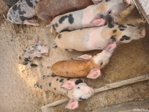 porc de vanzare - imagine 3