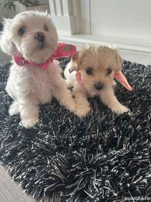Bichon maltez  - imagine 2