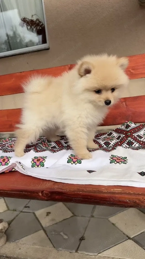 Pomeranian Disponibil  - imagine 2