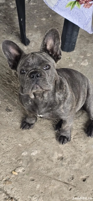 Bulldog francez  - imagine 3
