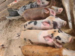 porc de vanzare - imagine 2