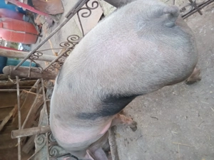 Vand porc de tara crescut natural  - imagine 2