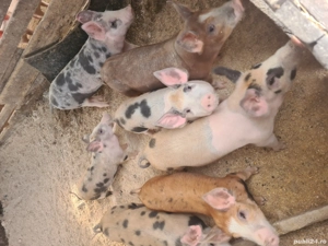 porc de vanzare - imagine 4