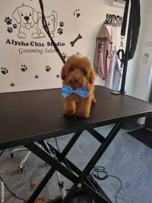 Pudel Red mini toy - imagine 2