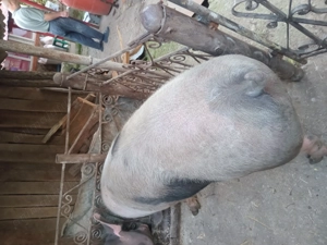 Vand porc pietrain de tara - imagine 3