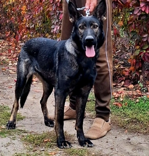 Femela Ciobanesc German 