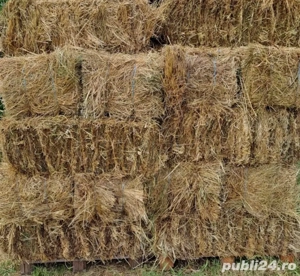 Baloți neplouați de vânzare iarbă şi ovăz fân  - imagine 2 Baloți neplouați de vânzare iarbă şi ovăz fân  - imagine 2