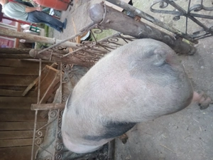 Vand porc pietrain de tara