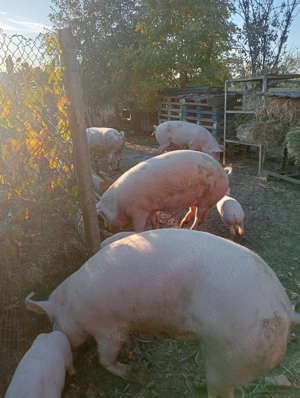 Vând porci 120-140 kg - imagine 2