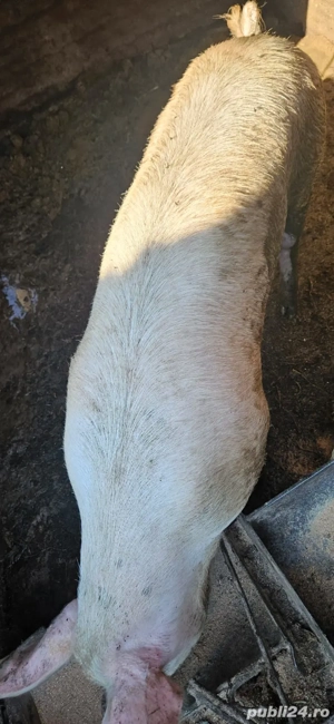 vand porci de carne - imagine 2 vand porci de carne - imagine 2