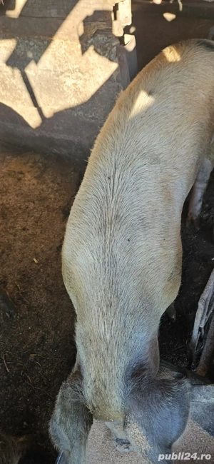 vand porci de carne - imagine 4 vand porci de carne - imagine 4