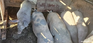 vand porci de carne - imagine 3 vand porci de carne - imagine 3