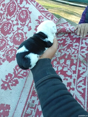 se vinde pui Amstaff 2 săptămâni 