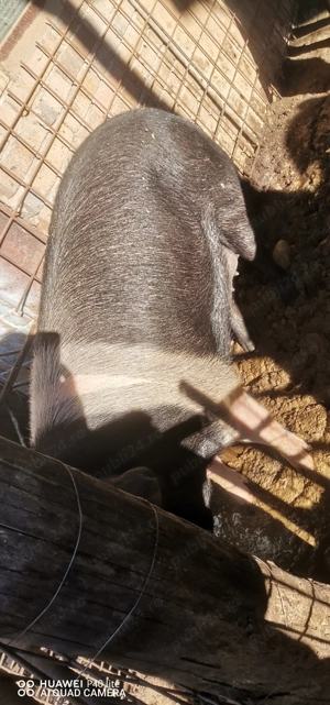 Vand Porci Basna 120 kg-150kg