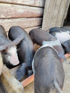 Purcei de bazna, 10 saptamani - imagine 2 Purcei de bazna, 10 saptamani - imagine 2