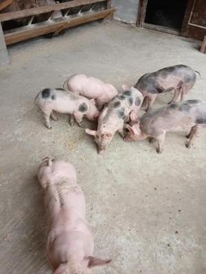 Porci pietrean belgian