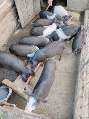 Purcei de bazna, 10 saptamani