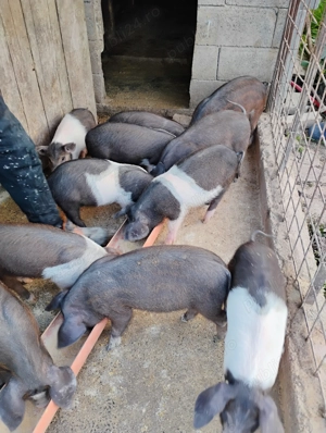 Purcei de bazna, 10 saptamani - imagine 4 Purcei de bazna, 10 saptamani - imagine 4