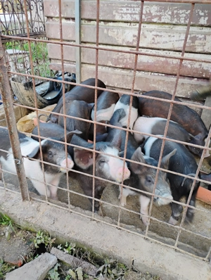 Purcei de bazna, 10 saptamani - imagine 3 Purcei de bazna, 10 saptamani - imagine 3