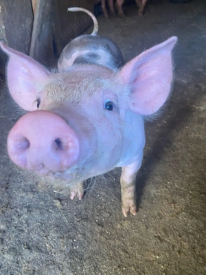 Vând purcei aproape 8 săptămâni  - imagine 5