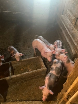 Vând purcei aproape 8 săptămâni  - imagine 2