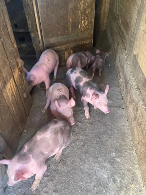 Vând purcei aproape 8 săptămâni 