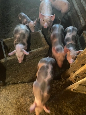 Vând purcei aproape 8 săptămâni  - imagine 3