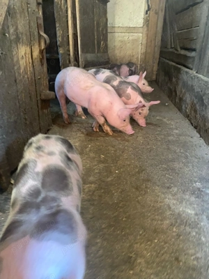 Vând purcei aproape 8 săptămâni  - imagine 4