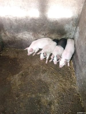 Purcei de carne - imagine 2