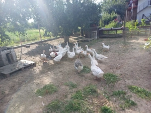 Gâște leșești de vanzare