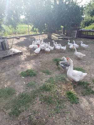 Gâște leșești de vanzare - imagine 2 Gâște leșești de vanzare - imagine 2