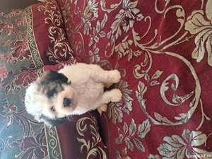 Bichoni maltezi un baiat si o fetita 