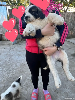 Ciobănești de Bucovina