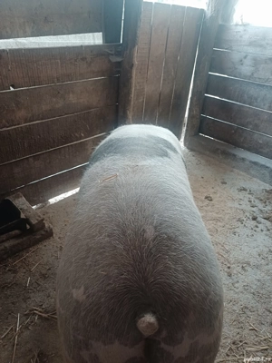 vând porc pietrain belgian 200kg - imagine 2